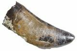 Serrated, Tyrannosaur (Nanotyrannus) Tooth - Montana #357083-1